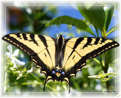 Swallowtail In The Jasmine