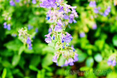 little purple flower