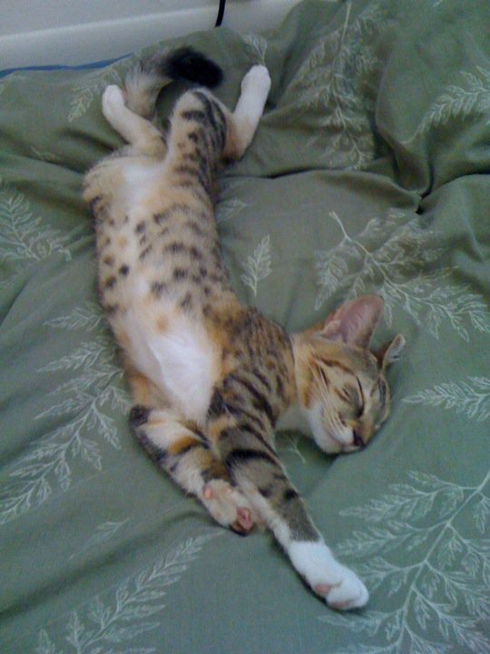 Stretchy belly :3