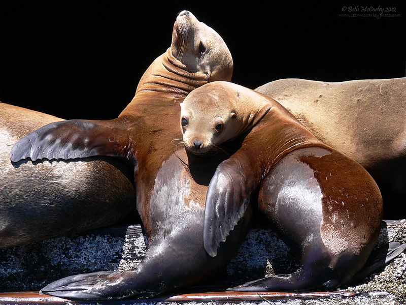 Wild Sea Lion Buddies