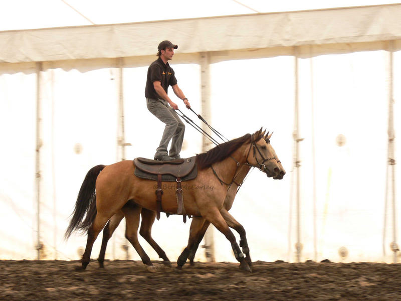 Roman Riding Buffalo Cavalia Roman Riding by RandomTechie27 on DeviantArt