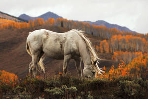 White Horse