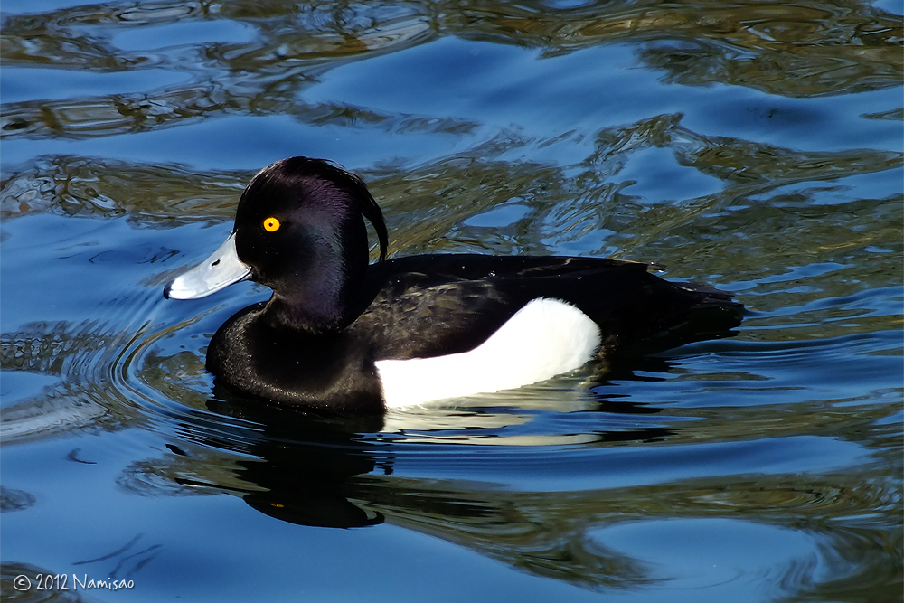 Tufted Duck