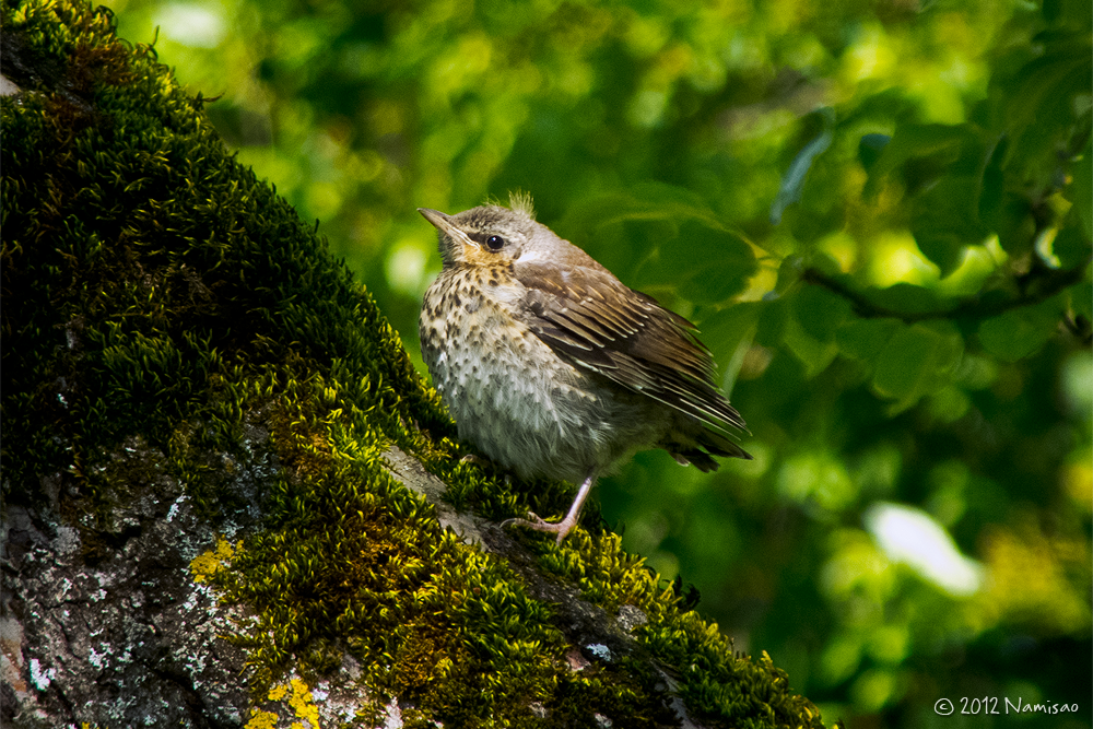 Fieldfare fledgling