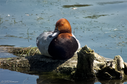 Male Common Pochard