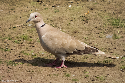 Eurasian Collared Dove