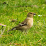 Female Common Chaffinch