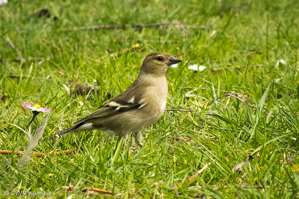 Female Common Chaffinch