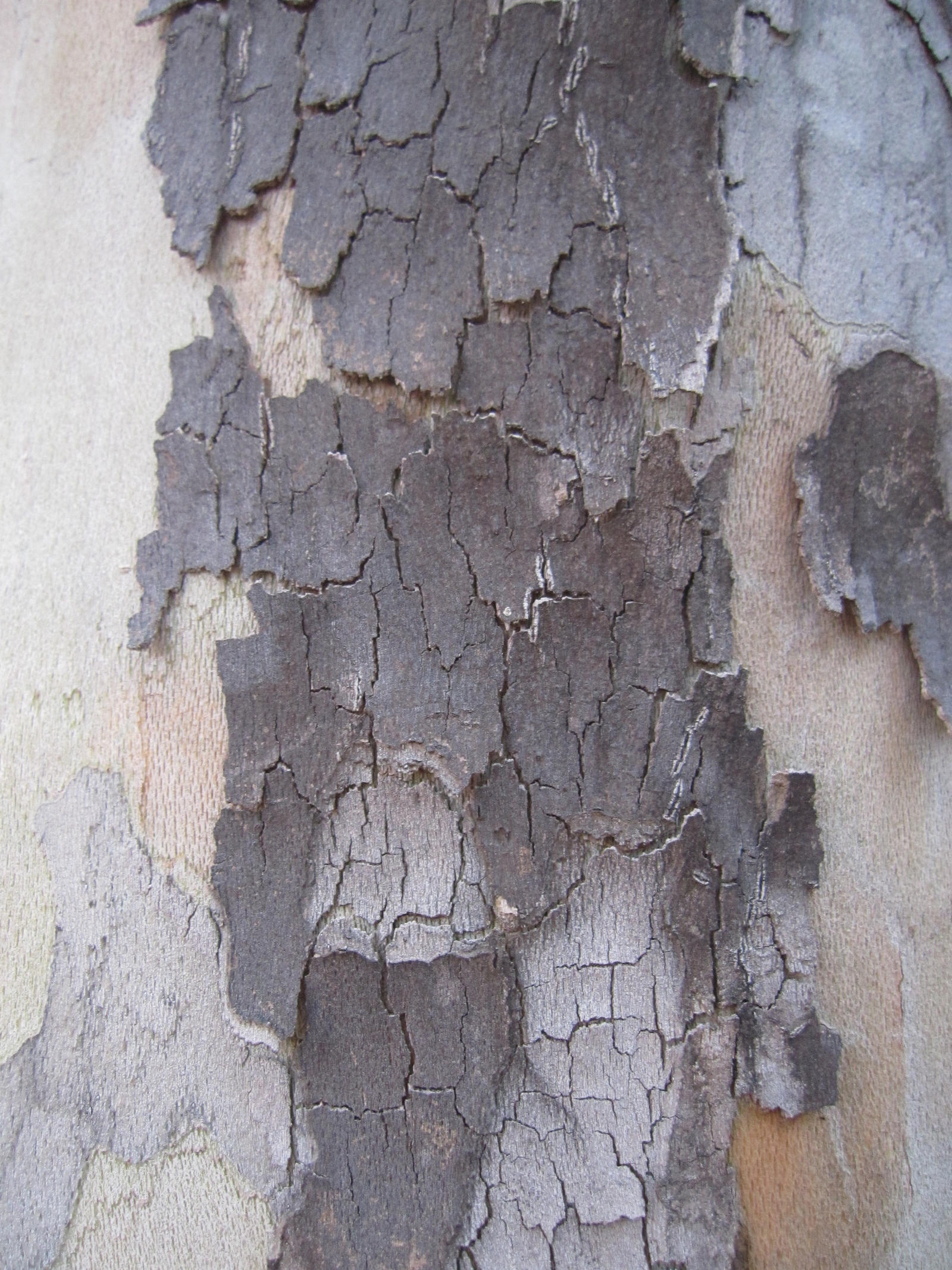 Tree Bark 3