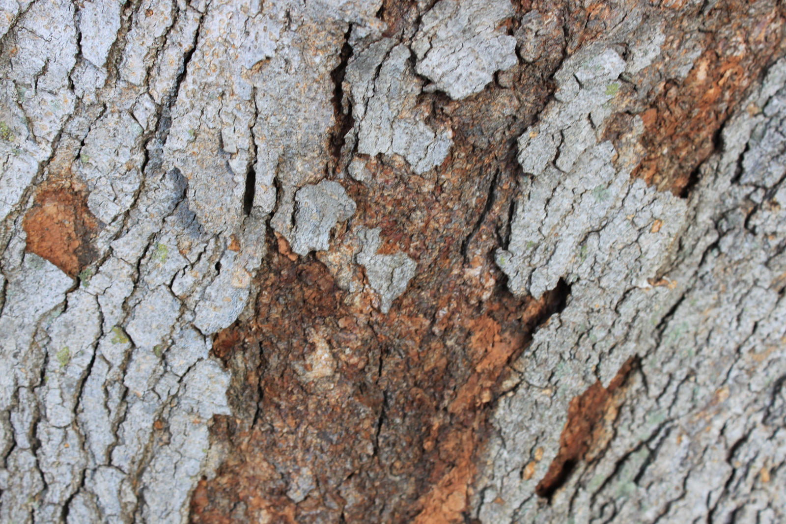 Bark Texture