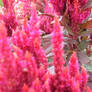Pink flower