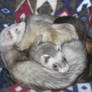 My Ferrets - Walter and Perry