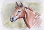 Watercolor horse by LeaMssz Watercolor horse by LeaMssz