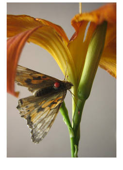 butterfly 3