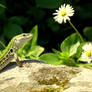 Daisy Lizard