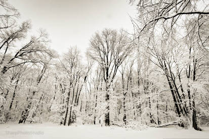 Trees of Winterland