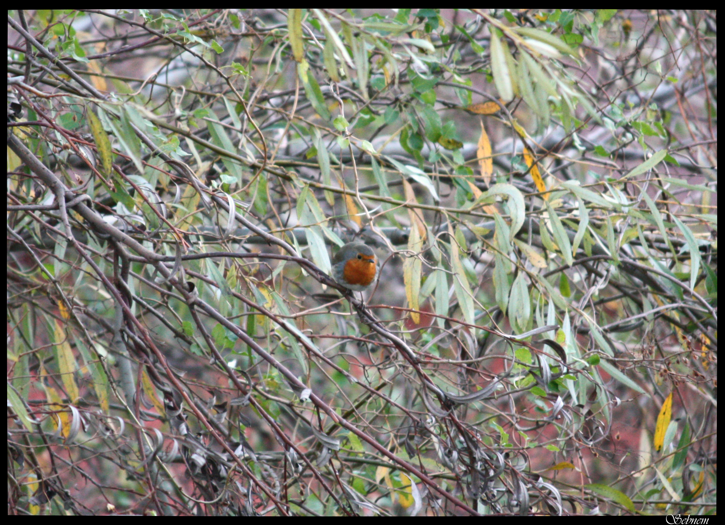 the bird infront of my window