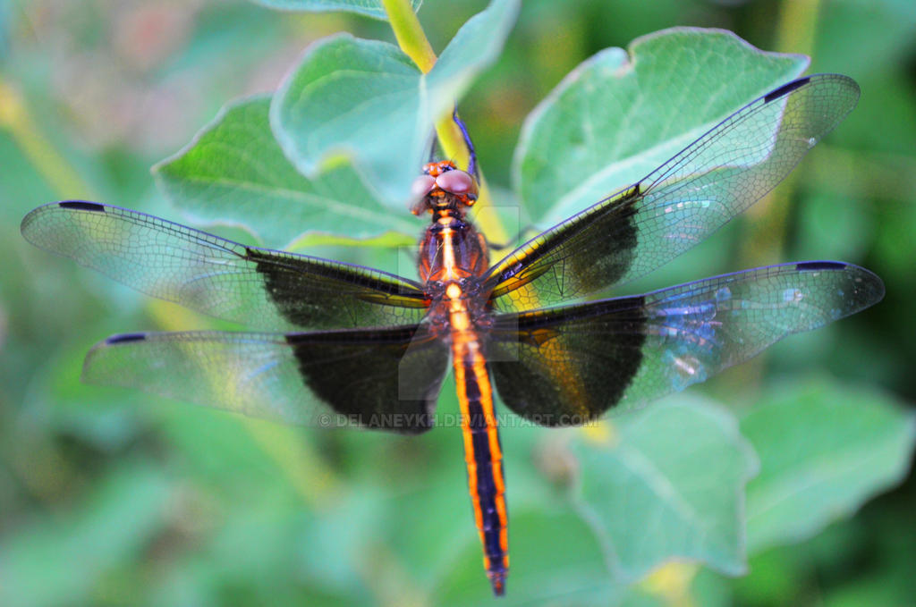 Dragonfly 3 by DelaneyKH on DeviantArt