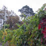 Winehill in autumn 2.