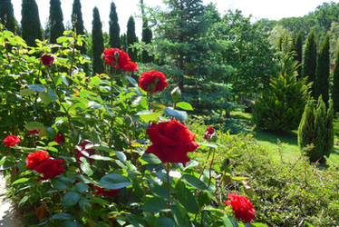 Garden with roses