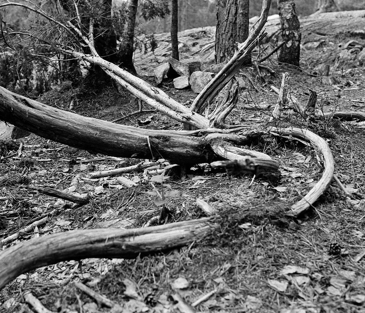 - Bent out of shape ii -