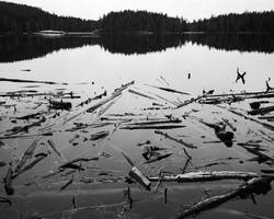 - Driftwood VI -