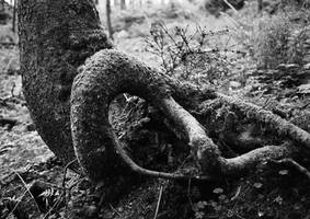 - Roots lX -
