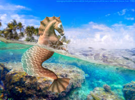 Hippocampus - HEE