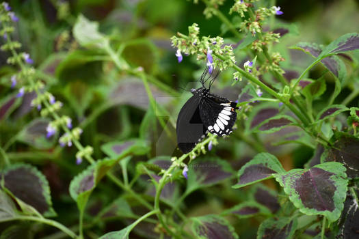 black n white butterfly 2