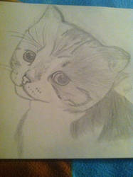 Another kitty drawing