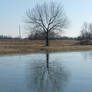 Reflection in winter