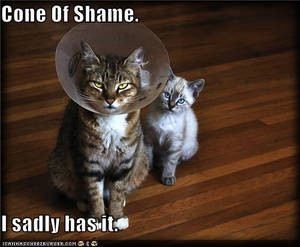 Cone Of Shame