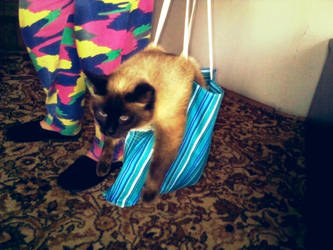 Cat In a Bag