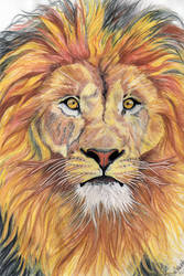 Lion in Water Colour Pencil