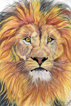 Lion in Water Colour Pencil