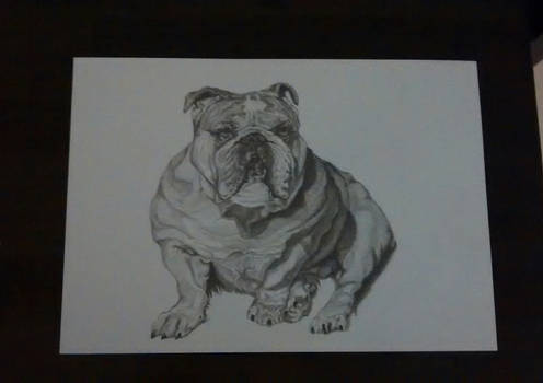 British Bulldog Portrait