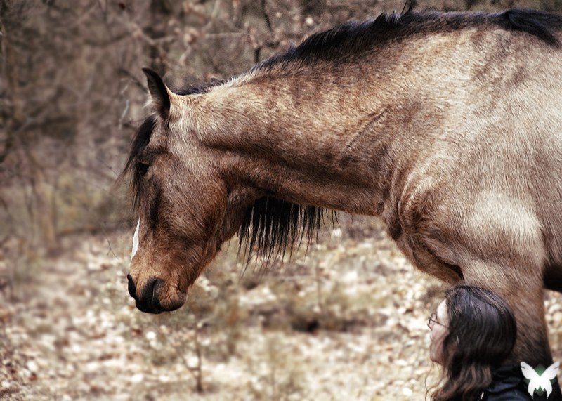 Natural Horsemanship - 03