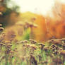 autumn meadow