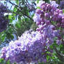Lilacs - I like