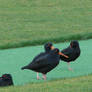 Cricket pitch oystercatchers..