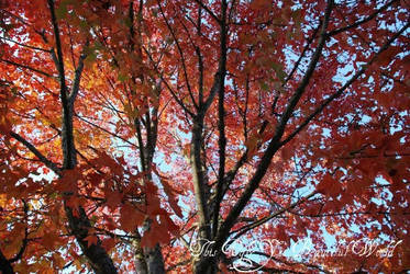 Fiery Leaves