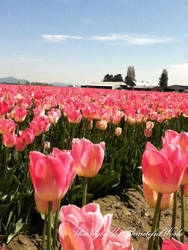 Tulip Fields