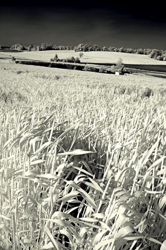 Ghostly Field