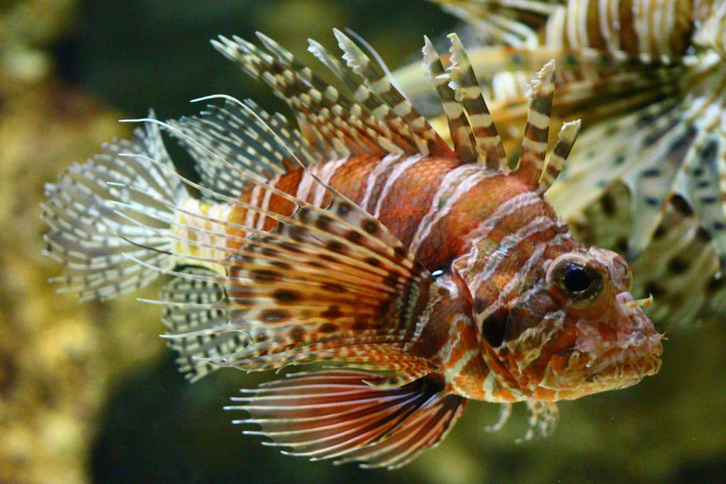 Lion Fish