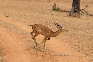 Running Impala