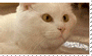 Cursor Cat