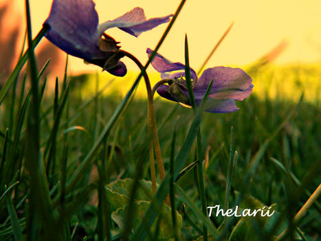 Purple flowers in sunset