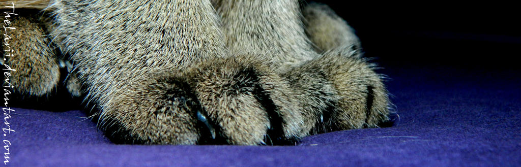 Cat paws close-up