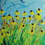 Black Eyed Susans