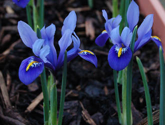 Purple Irises